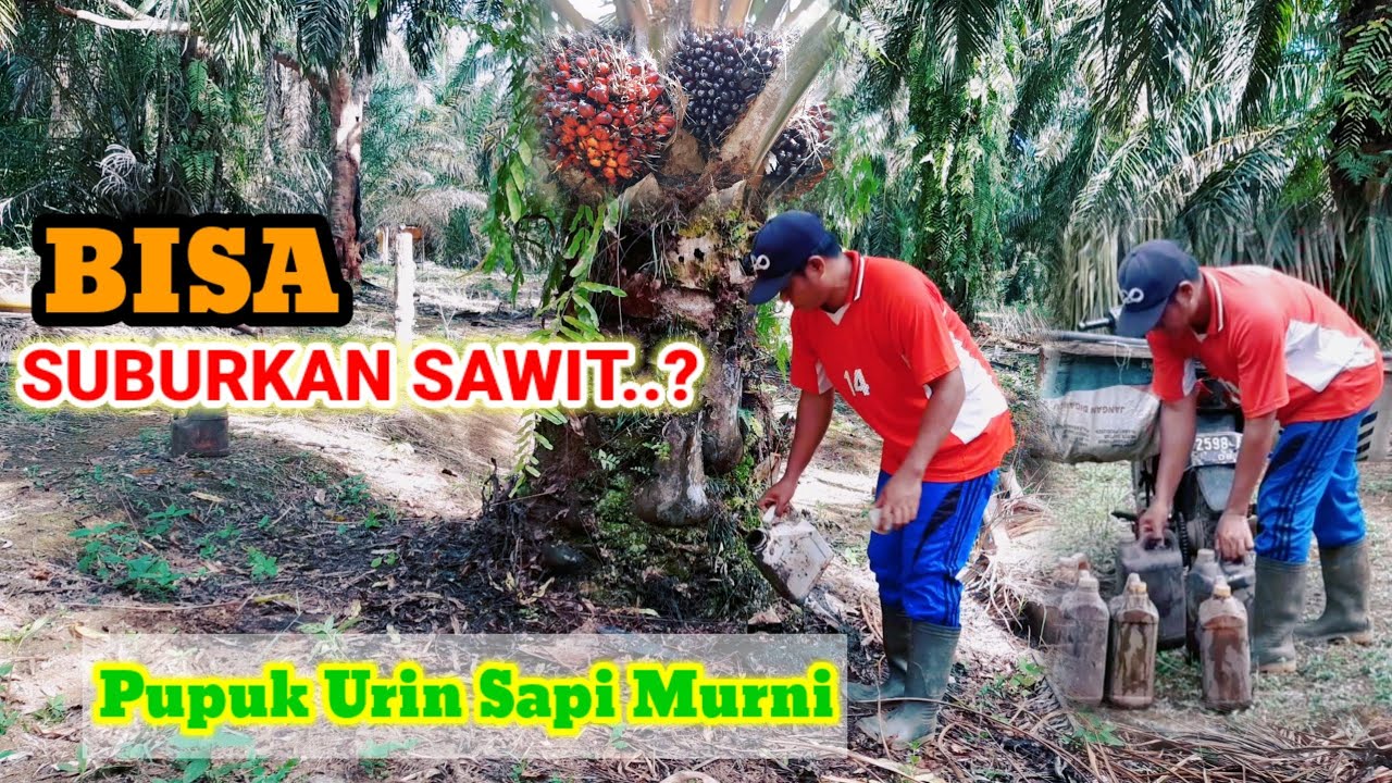 MANFAAT PUPUK URIN SAPI PADA TANAMAN KELAPA SAWIT