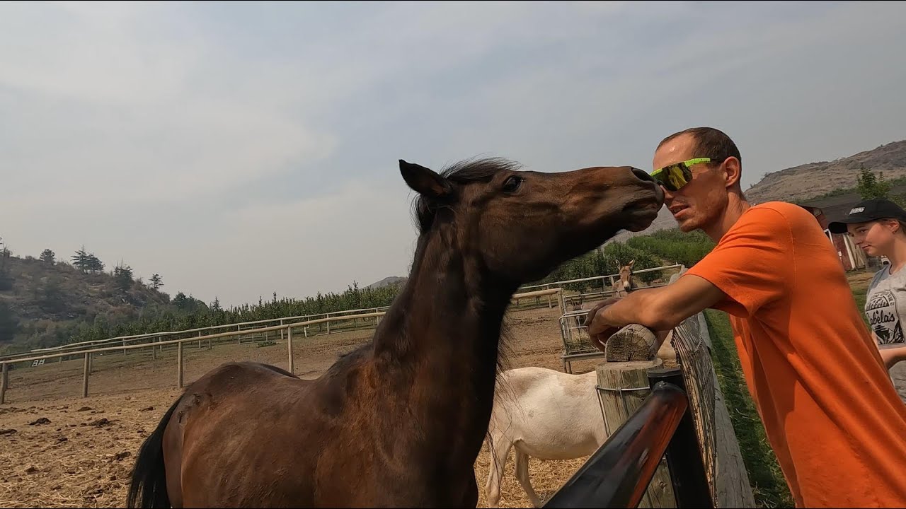 FUN DAY VISITING ANIMALS AT DAVISON ORCHARDS. GOATS PIGS DONKEYS HORSES.