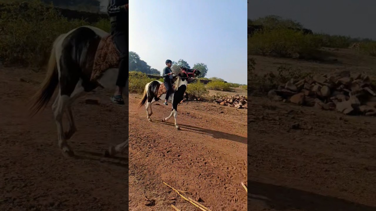 horse riding 