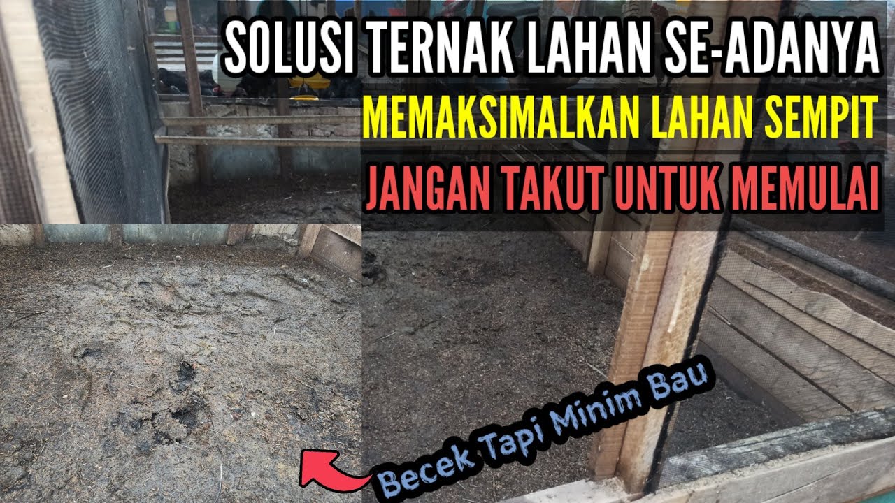 JANGAN TAKUT UNTUK MEMULAI TERNAK AYAM - LAHAN SEMPIT BISA SUKSES TERNAK AYAM