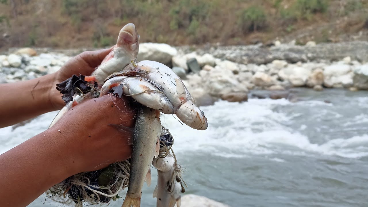 Net Fishing Video | Gill Net Fishing in Nepal | असला माछा फसाउने सजिलो तरिका | purja cm