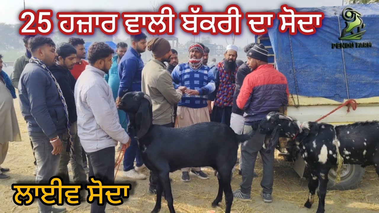25 ਹਜ਼ਾਰ ਵਾਲੀ ਬੱਕਰੀ ਦਾ ਸੋਦਾ Maur Bakra Mandi @PenduFarm #farming #goatfarm @RajuGoatFarm @farmingbaba
