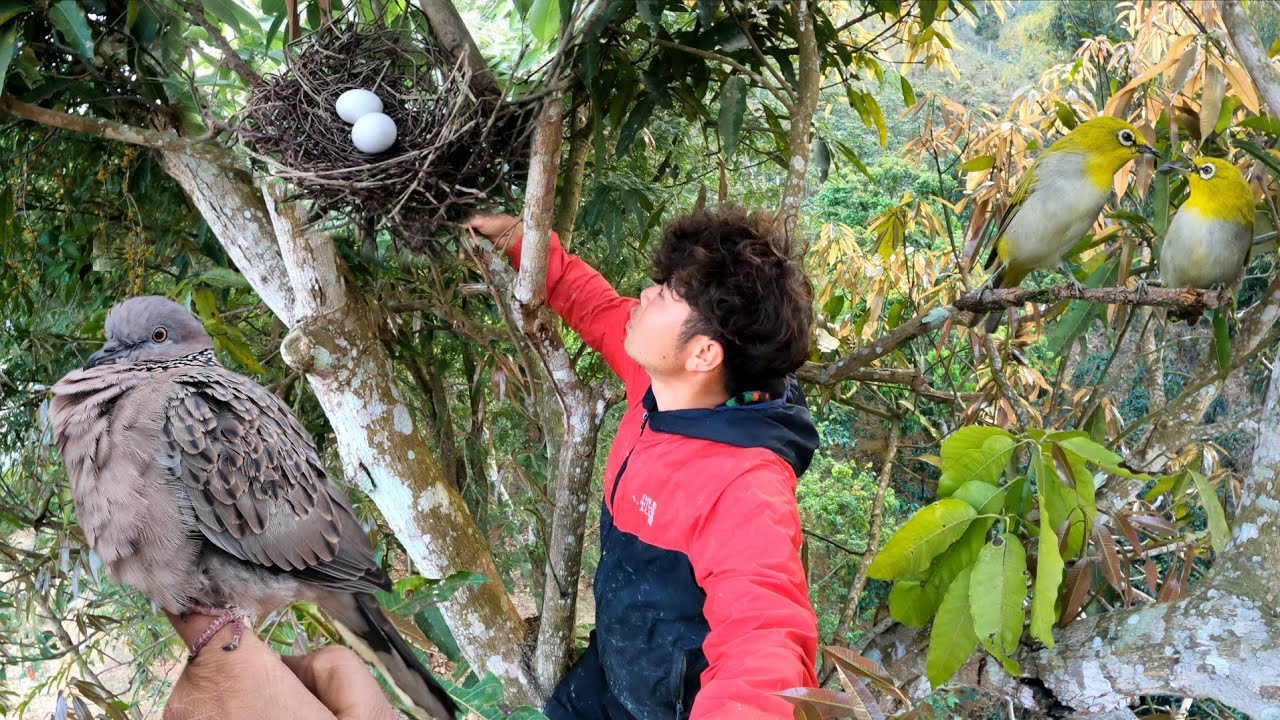 Tổ Chim Trên Ngọn Cây Cao Và Bắt Cá Ruộng | Dân Tộc Tây Bắc Tv