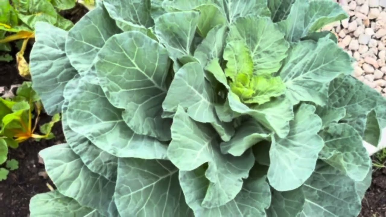 Cây Cải Mỹ và Cải Cầu Vồng Sau Mùa Đông / Collard and Swiss Chard After the Winter