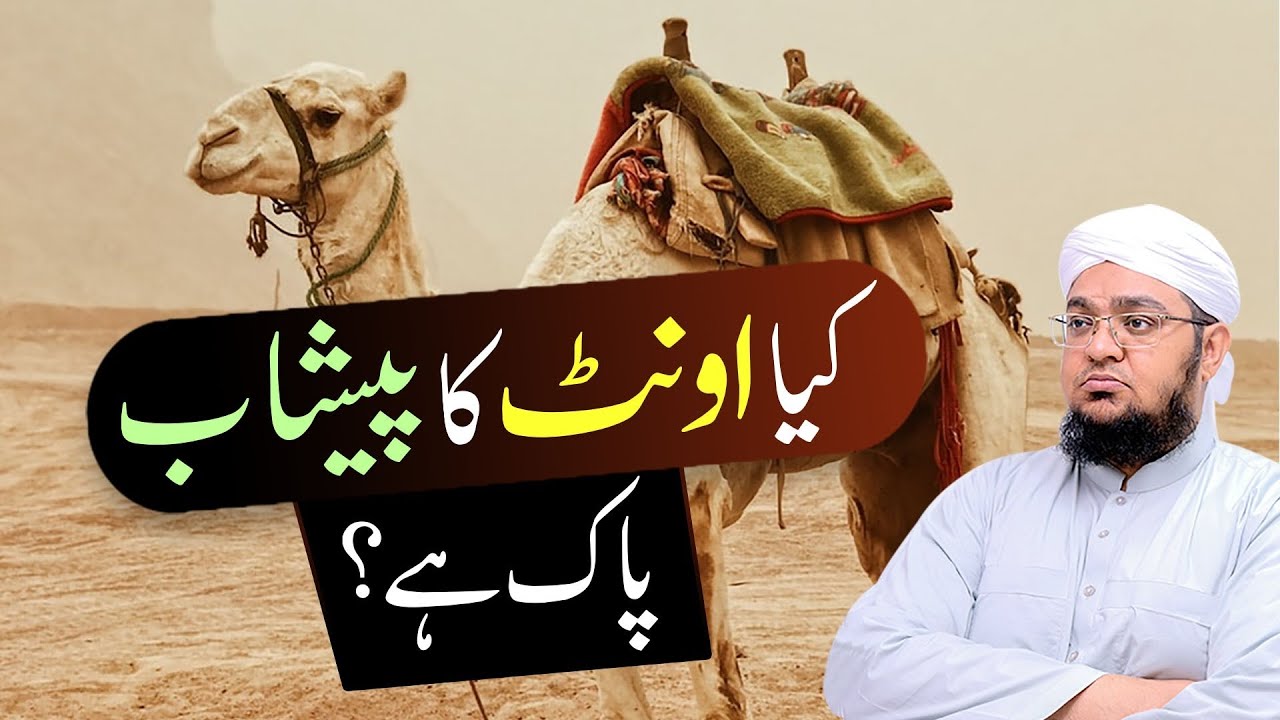 Kya Ont { camel } Ka Peshab Pak Ha? | Is camel urine pure? | Mufti Muhammad Qasim Attari