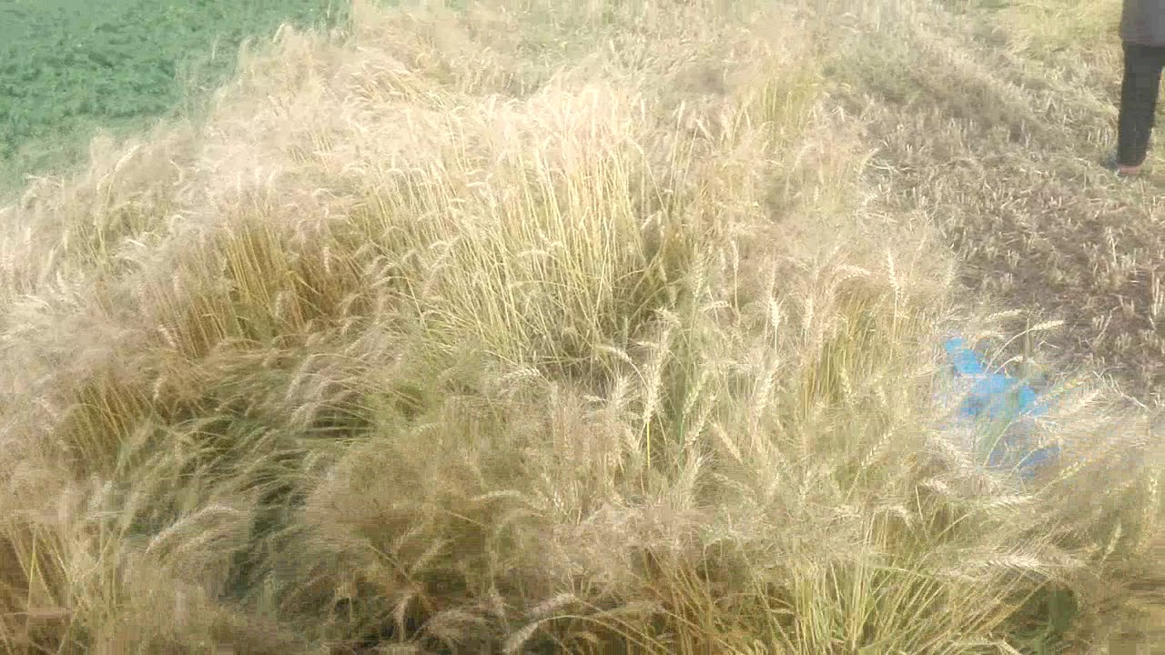 عزام جروب لتصنيع حصادات القمح بالتربيط         حصاد القمح بالتربيط فى أسوء ظروف طبيعيه