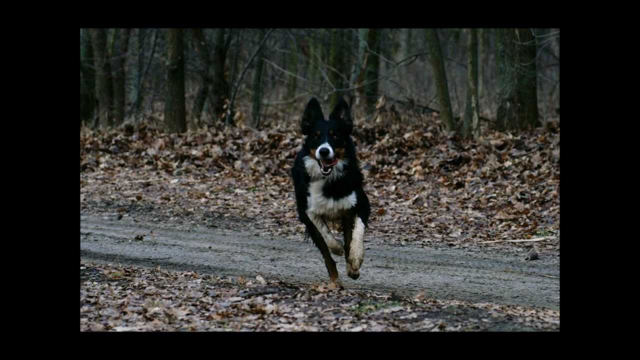 Ennio Morricone - Chi Mai piano solo with breathtaking pictures about dogs. :)