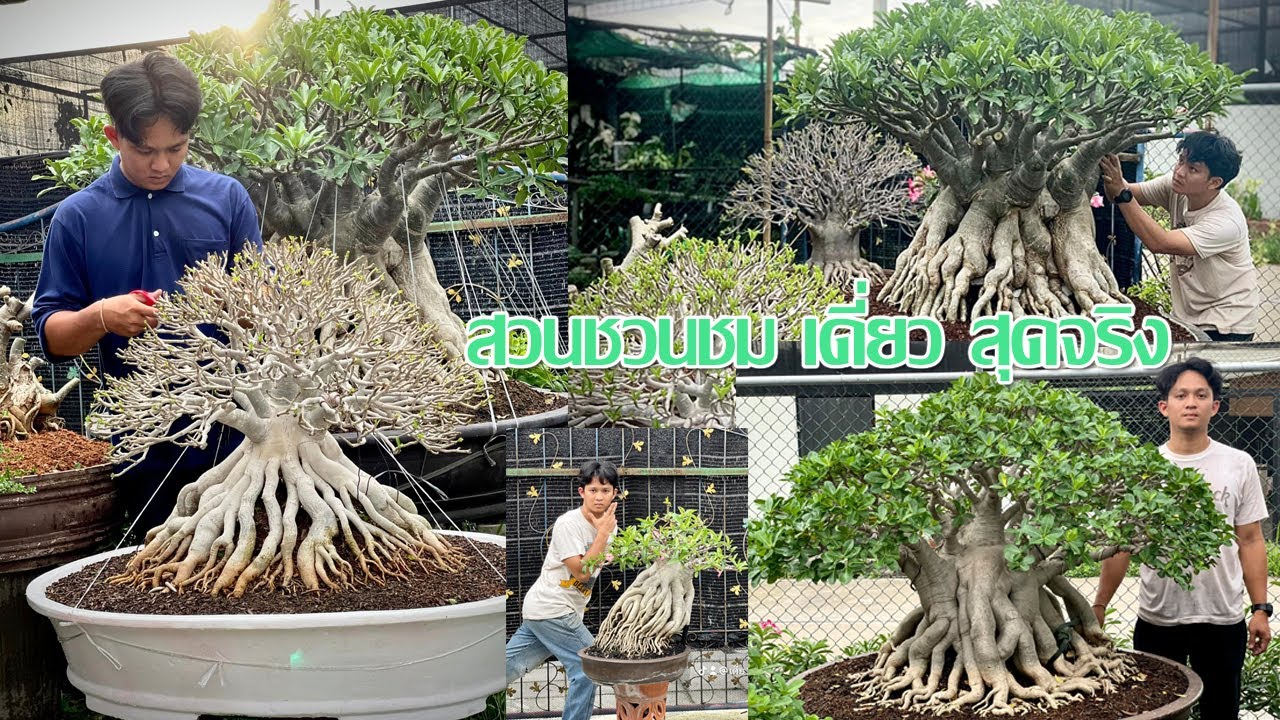 วันนี้พามาเที่ยว สวนชวนชม  