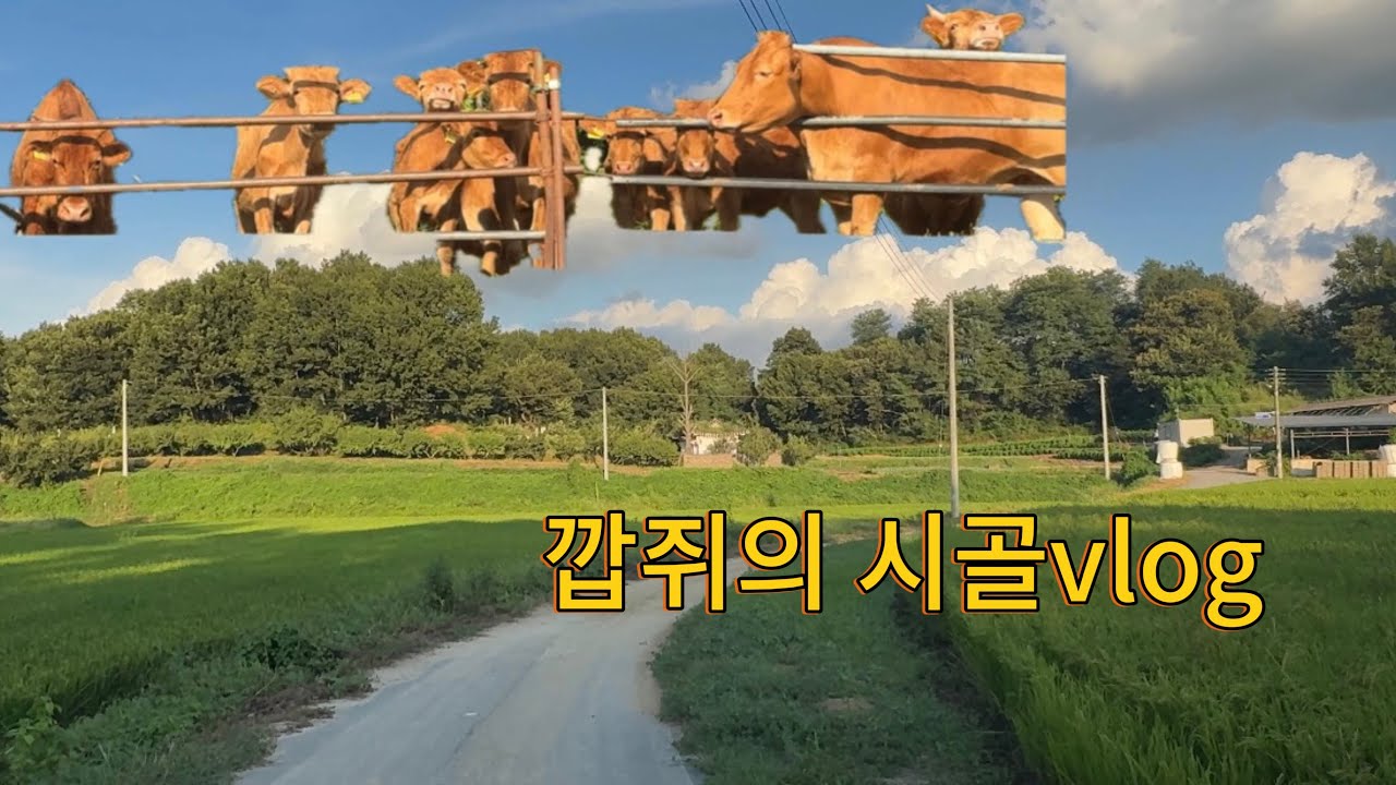 시골에 다녀왔어요🌳