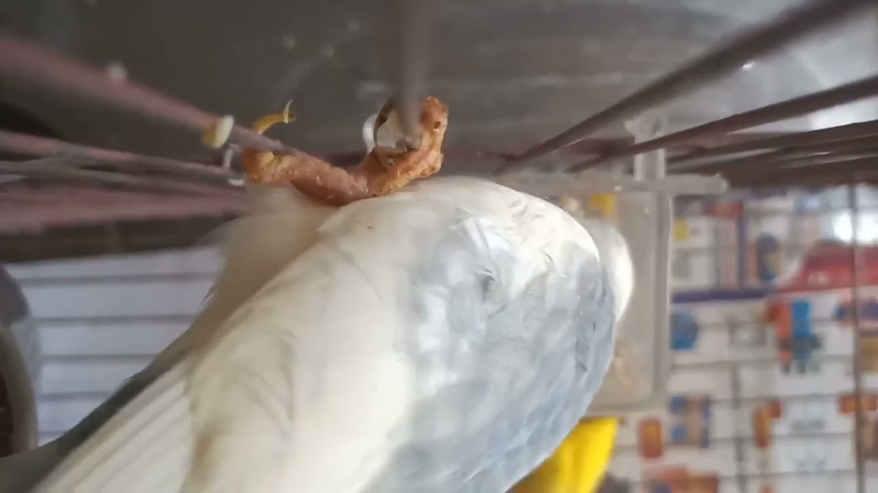 Periquitos australianos, calopsita e canários #birds #pets #parrot #fob