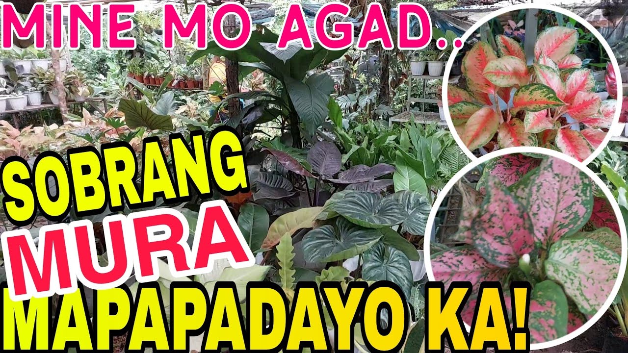 GARDEN TOUR || DINADAYO! 40 PESOS NA TUBO SAPAT NA! SILANG CAVITE #garden #plants #vlog #subscribe