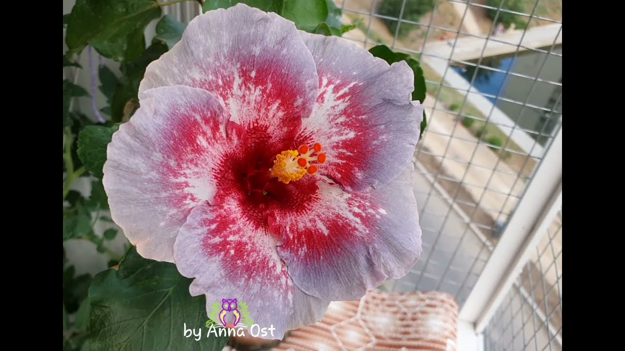 Мой любимый сорт- #гибискус Chi's Garden Roses of Palms 😍