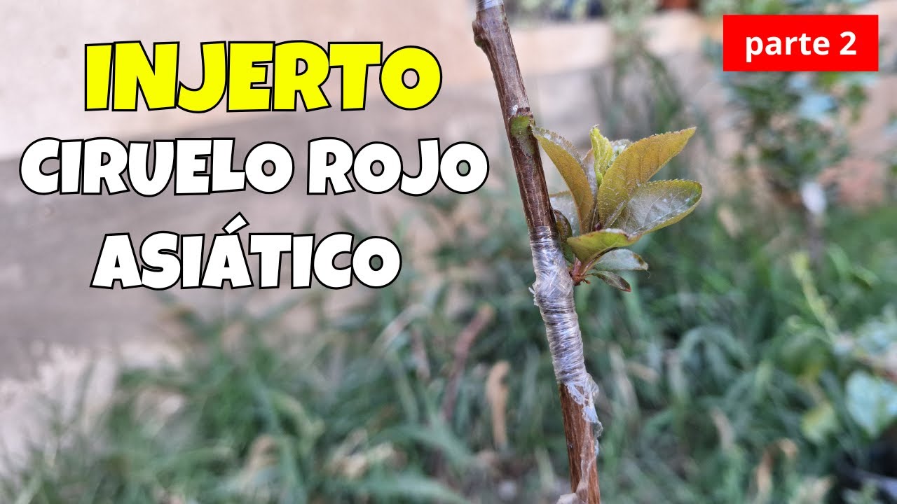 INJERTO DE CIRUELO ROJO ASIÁTICO parte 2 | frutales de balcón