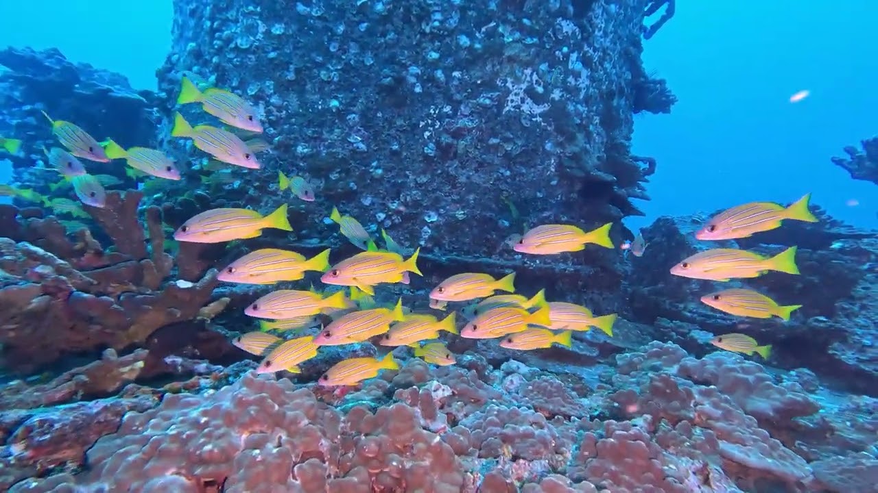 #113 Kaimana Divers - Honolulu, HI - Sea Tiger - 2/14/26 - 4k