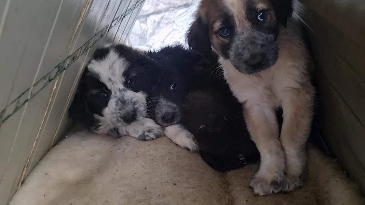 Una cucciolata trovata a rate ... vergogna a chi li ha abbandonati!