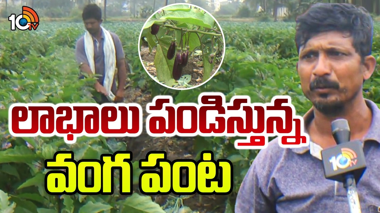 More Profits In Brinjal Farming | లాభాలు పండిస్తున్న వంగ పంట | Matti Manishi | 10TV News