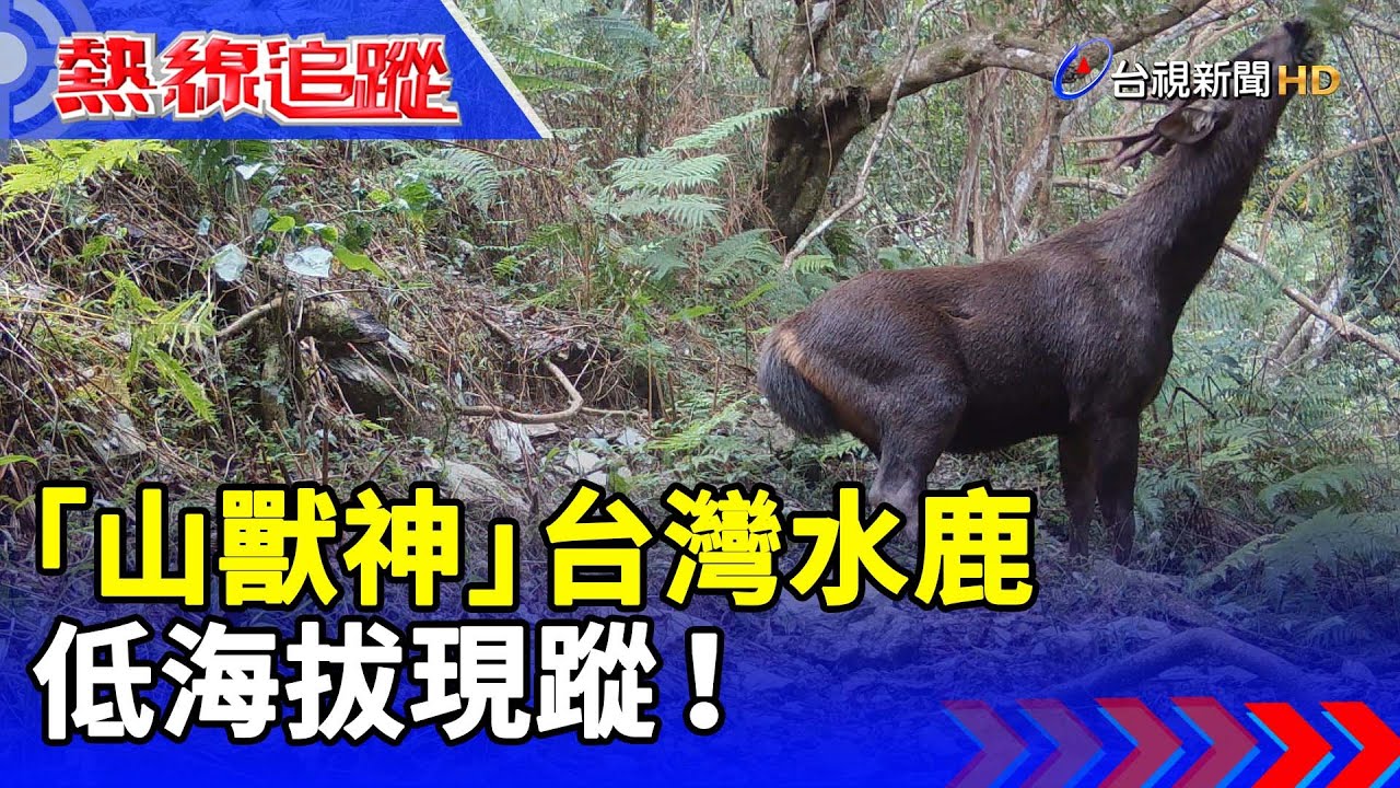 「山獸神」 台灣水鹿 低海拔現蹤！【熱線追蹤】