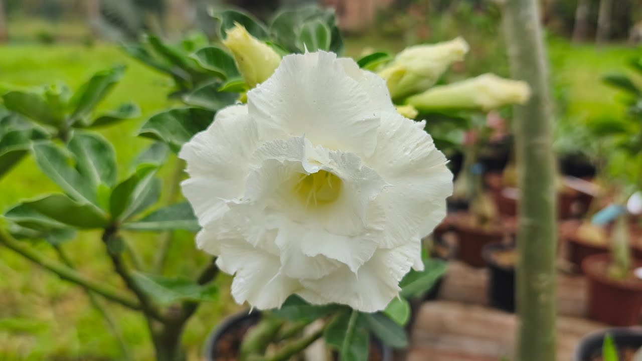 ROSA DO DESERTO SHEILA UM LUXO 🥰😍