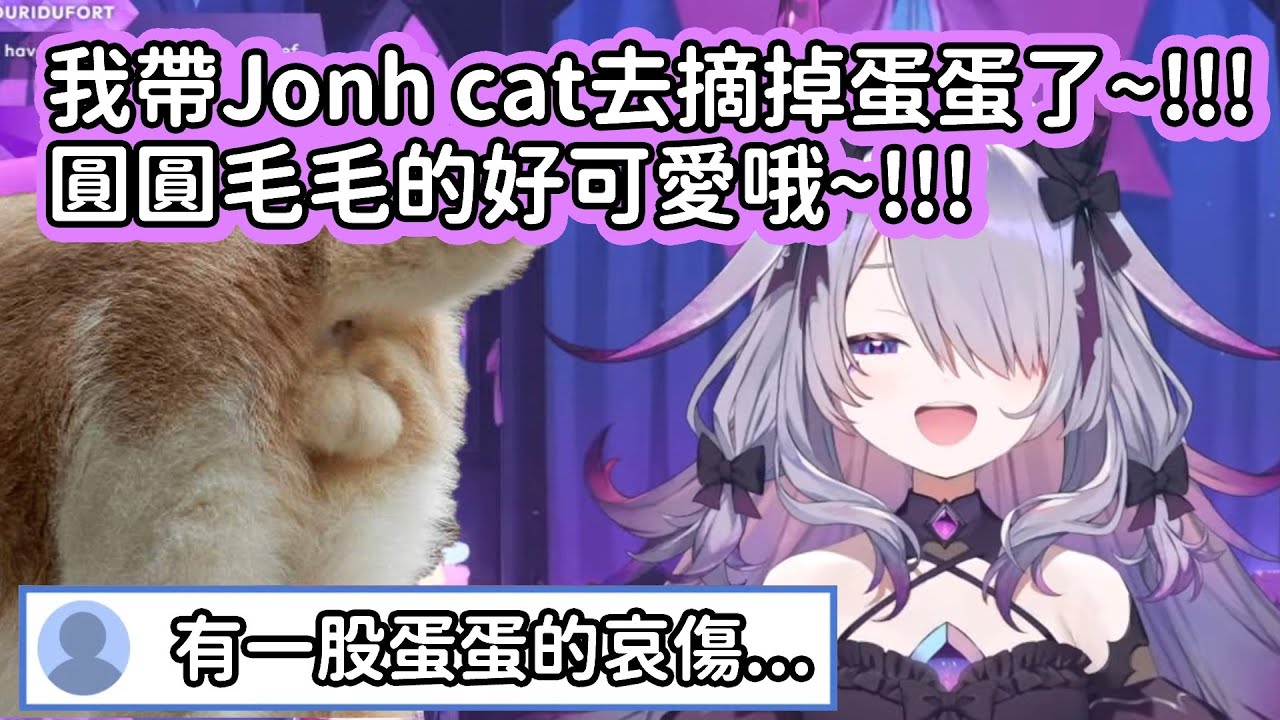 【Hololive中文翻譯】Biboo帶他養的貓去摘公貓球球了 聊天室的觀眾們都感到了一股蛋蛋的哀傷www【Koseki Bijou】