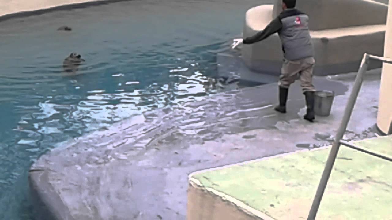 LE FOCHE ALLO ZOO DI NAPOLI