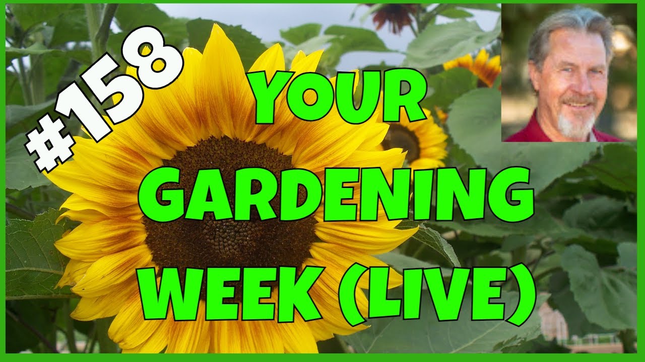 Your Top Gardening Questions Answered (Q&A)