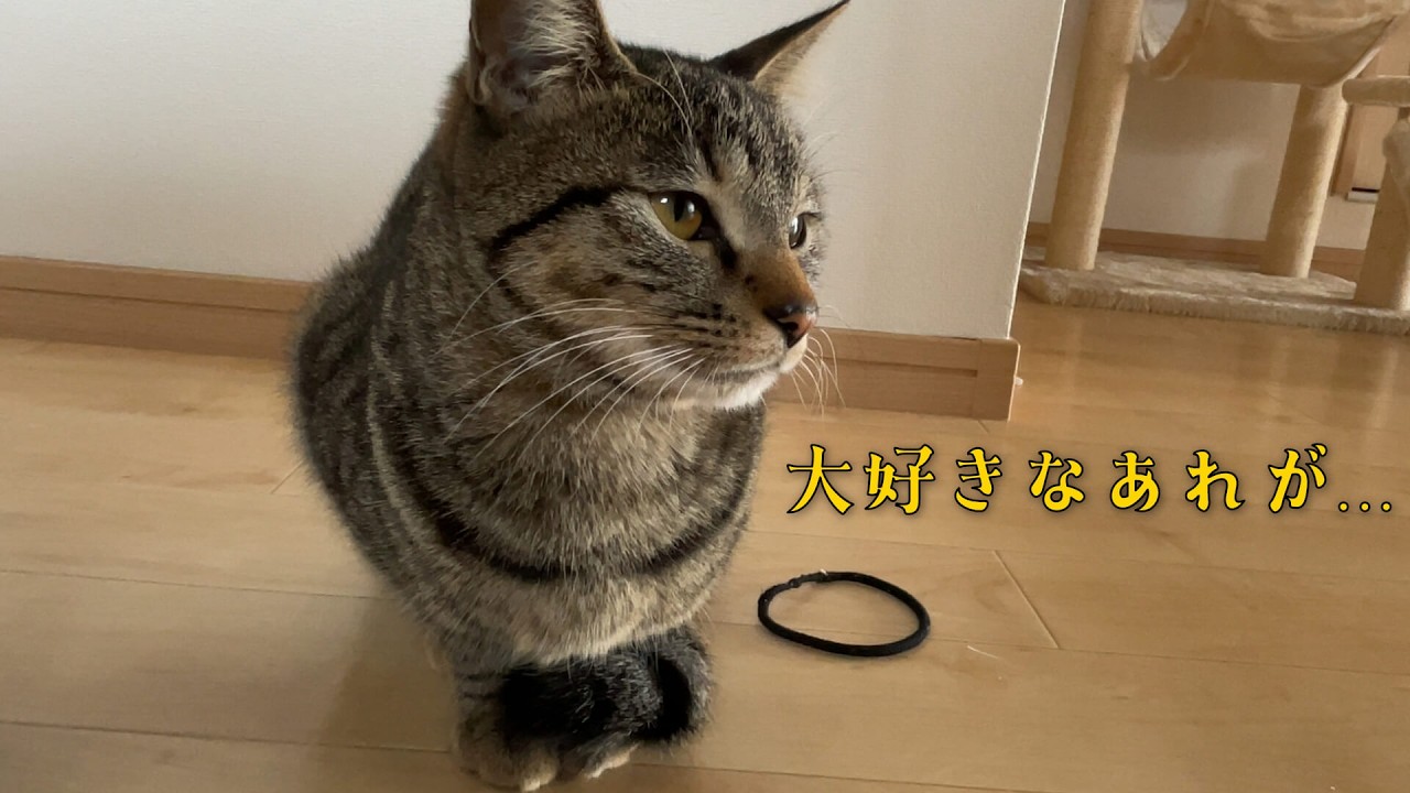 悲しい背中をしたレモン