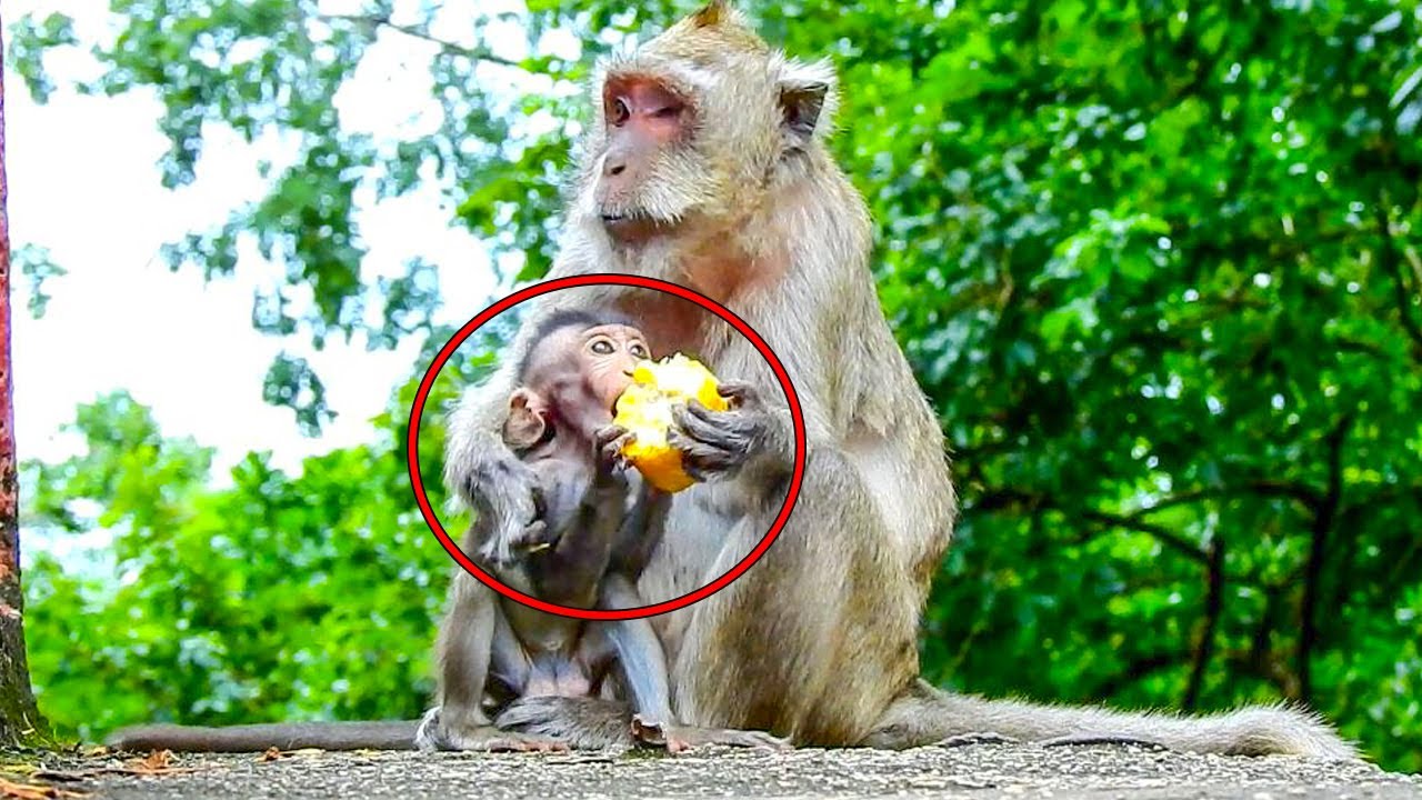 POOR MONKEY VEGAS FEED HER BABY WITHOUT NOT ENOUGH MILK.