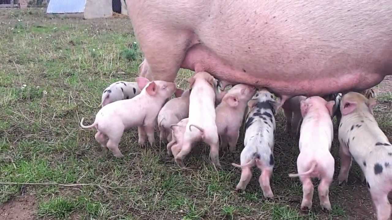 Une truie avec ses 13 petits