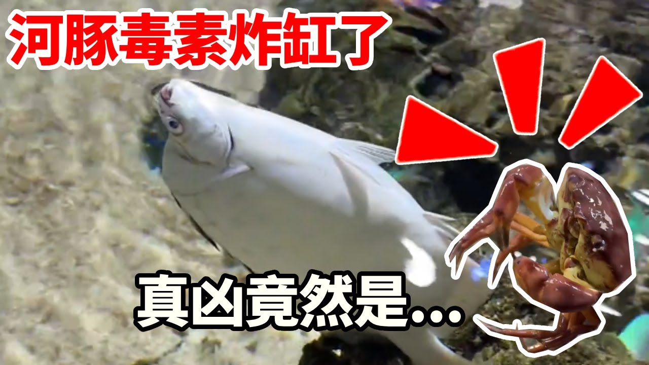 有史以来最大的意外！河豚毒素在我的私人鱼缸蔓延了，鱼群接二连三的死去，最后真凶竟然是...#诺亚方缸 #海洋生物 #私人海洋