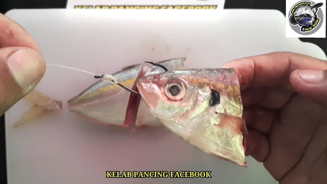 CARA-CARA POTONG DAN CANGKUK MATAKAIL UMPAN IKAN - TEKNIK BOTTOM