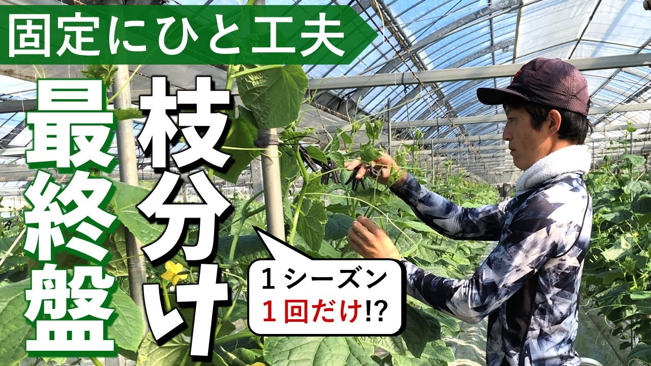 きゅうり栽培、１シーズン１回だけの重要な枝分け作業