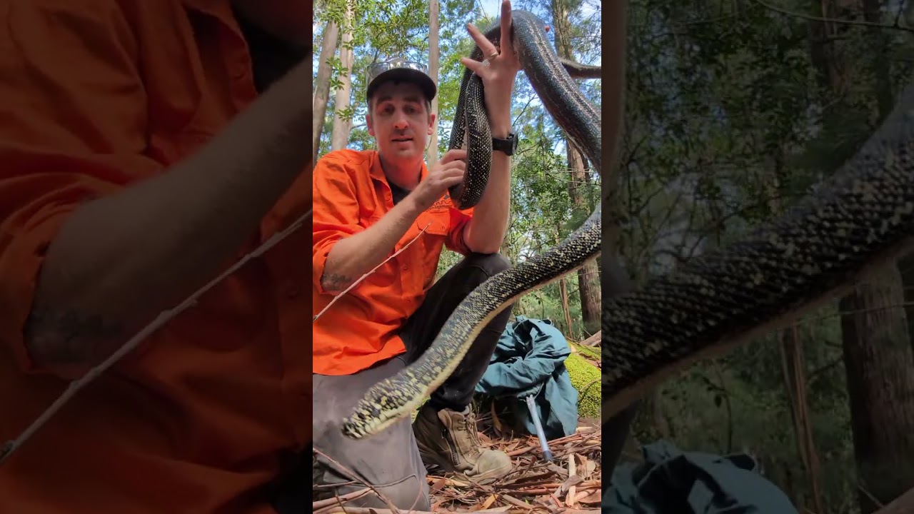 Back to Back Callouts