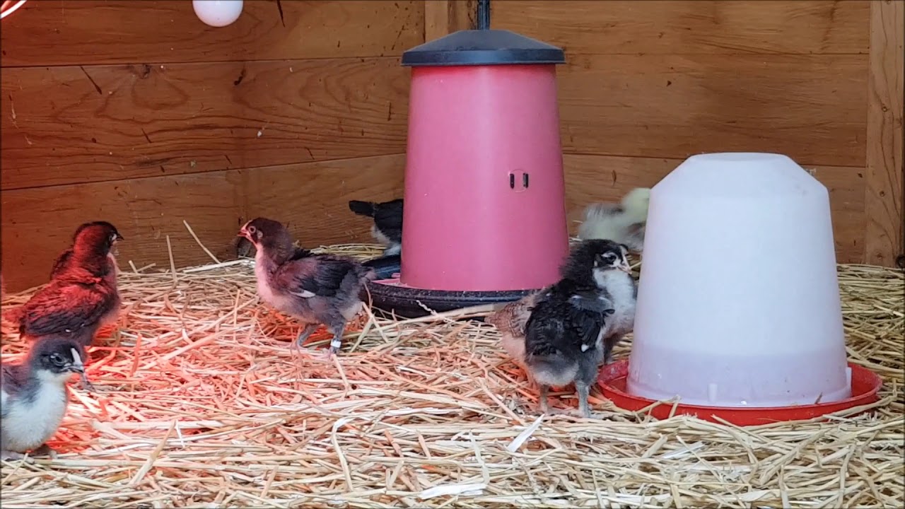 poussins marans