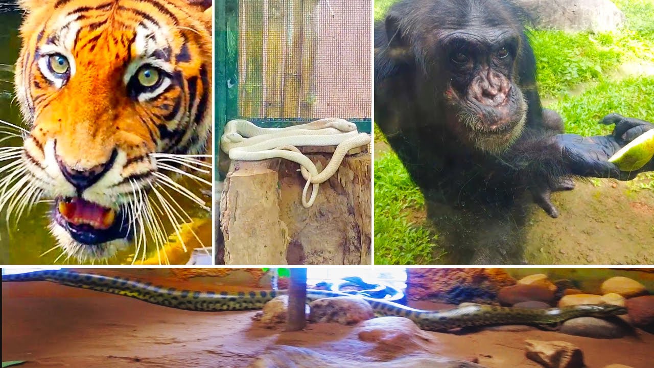 Sri Lanka Dehivala Zoo Full Tour