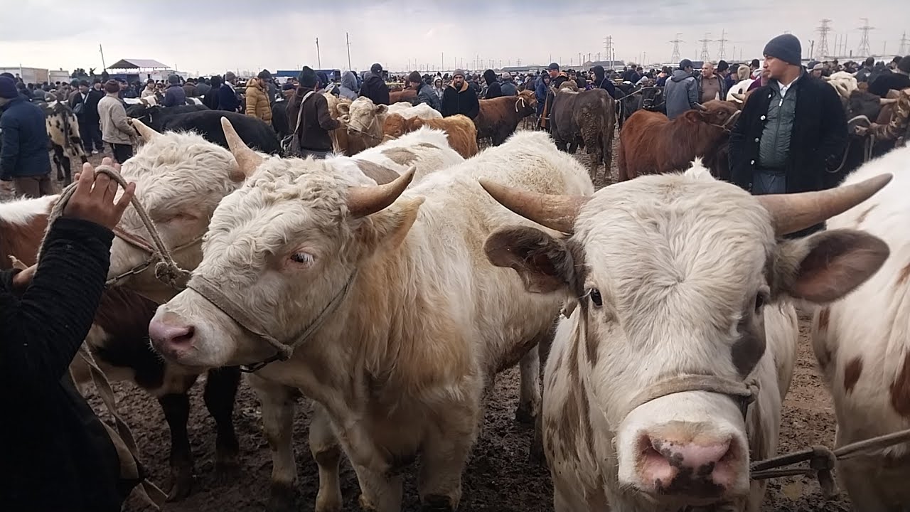 BOQMA NOVVOSLARNI ZURLARI CHIQDI QARSHI KARVON MOL BOZORIGA 