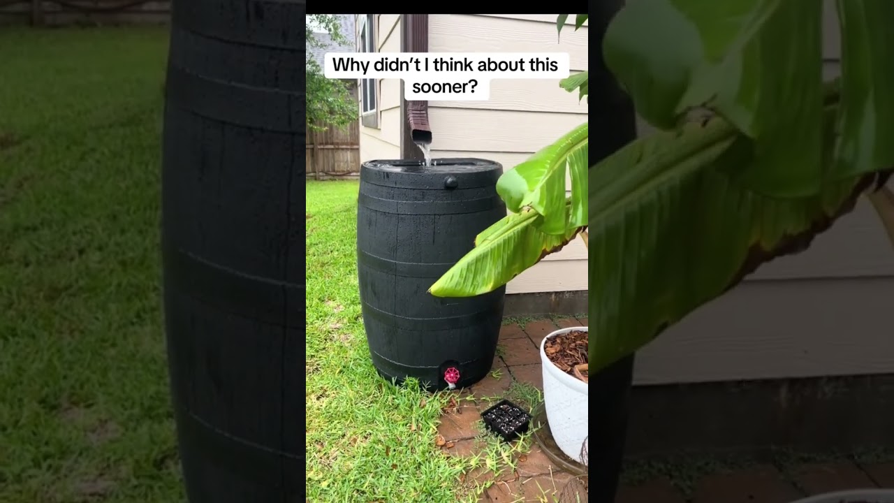 Loving my new rain barrel! #beginnergardening #beginnersgardening #gardeningideas #gardening