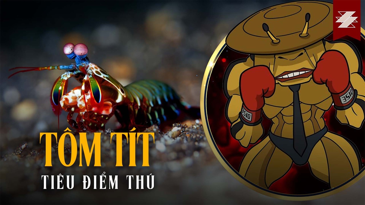 TIÊU ĐIỂM THÚ: TÔM TÍT - One Punch Man của THẾ GIỚI ĐỘNG VẬT | SAMURICE