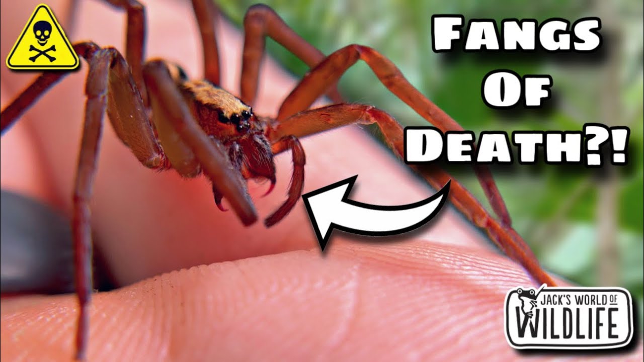 HOW DEADLY Is The BITE Of The FLORIDA WANDERING SPIDER!?