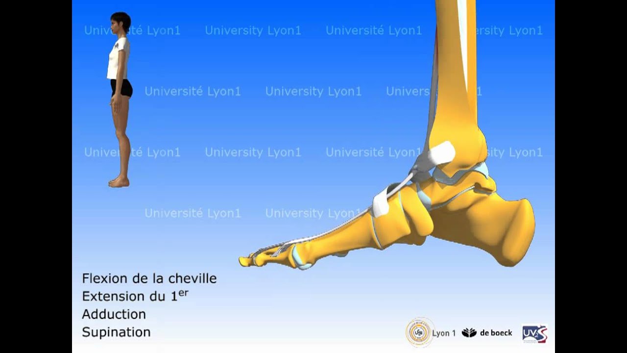 Les muscles de la jambe : loge antérieure