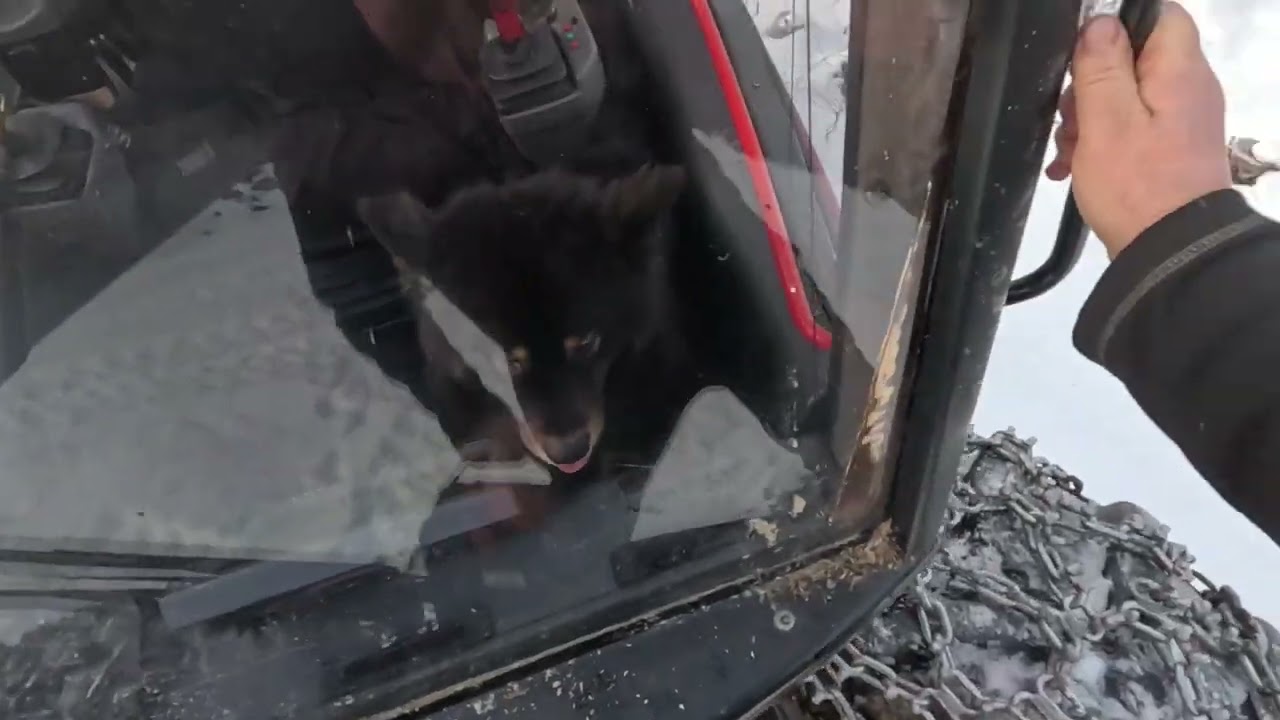 Hyönteistuhoja ja muikkukaupoilla