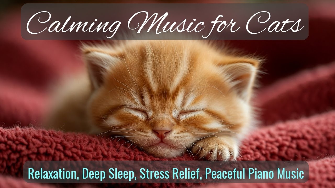 LIVE Cozy Sleeping Kittens Together 🐾 | Season 25
