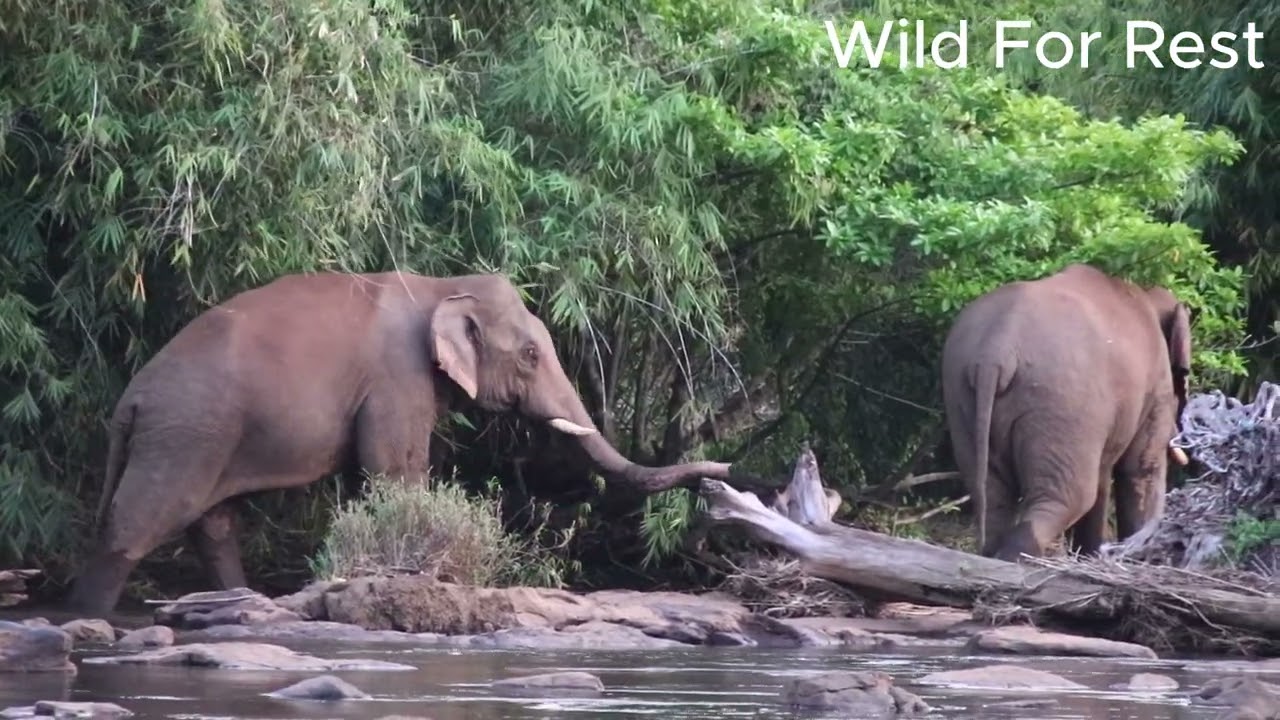 wild elephants spotted river side, casually they are eating and drinking @wild for rest