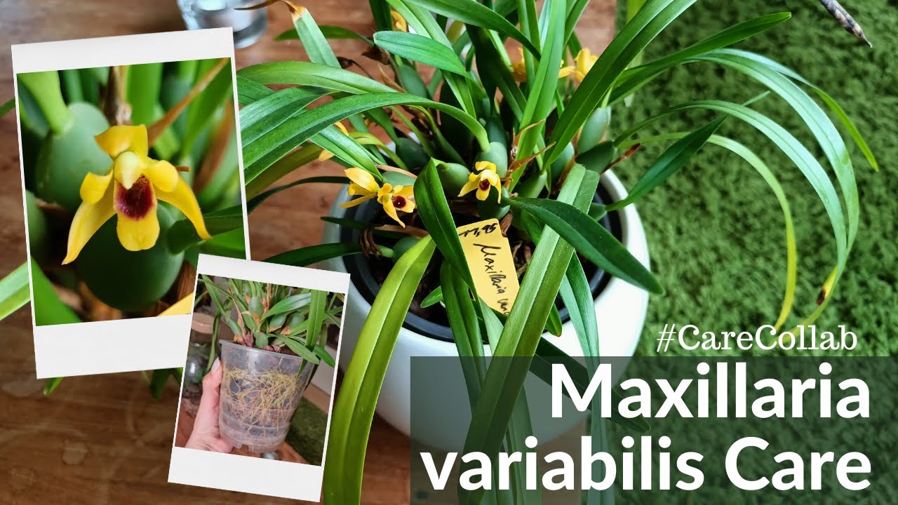 Maxillaria variabilis #Carecollab