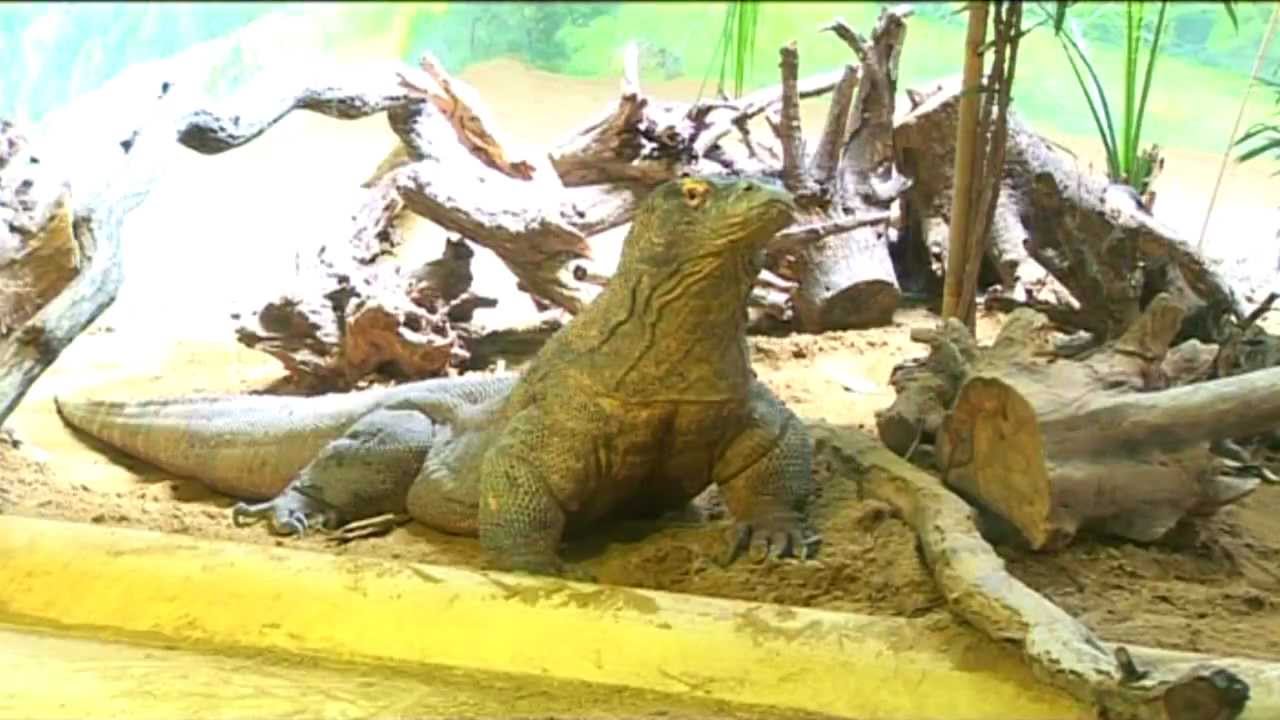 TV2 - Kalandjárat a Nyíregyházi Állatparkban (2012 / 2)