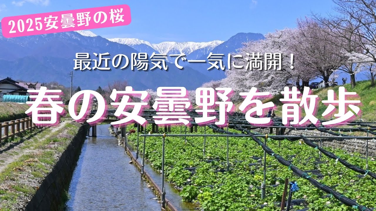 【安曇野の桜満開！】2025年春の安曇野を散策　#じてんしゃひろば #穂高川の桜並木 #大王わさび農場 #安曇野わさび田湧水群