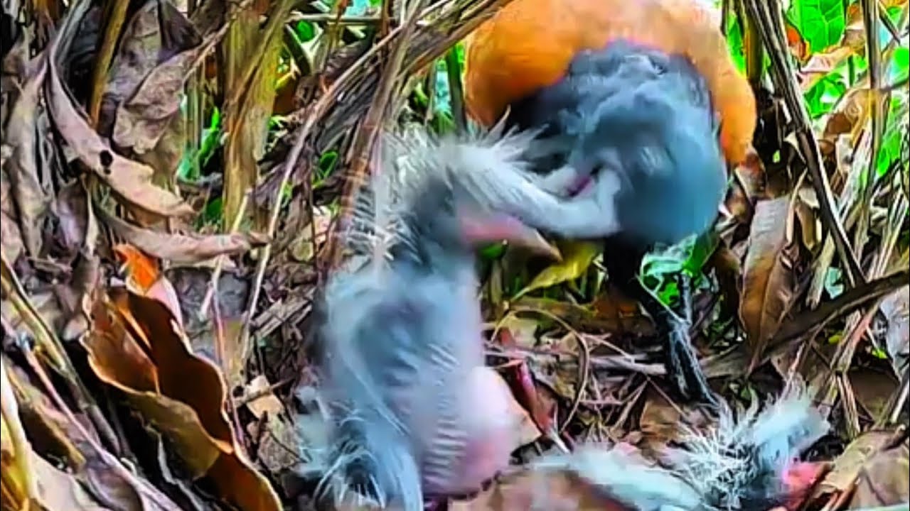 TAMPARAN KERAS DARI INDUK BURUNG