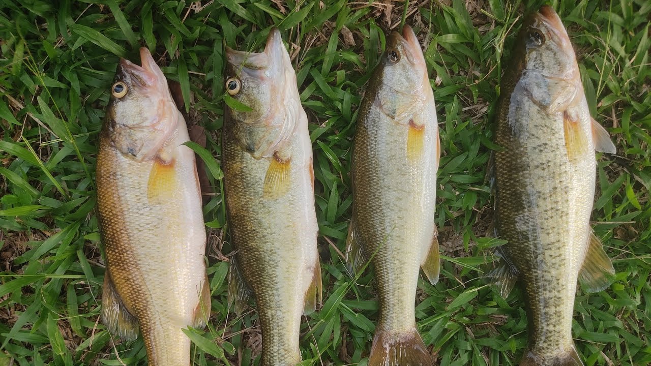 2023 Bass fishing in Lumot Lake,Chandava lake Resort Cavinti Laguna #ChandavaLakeResort#bassfishing