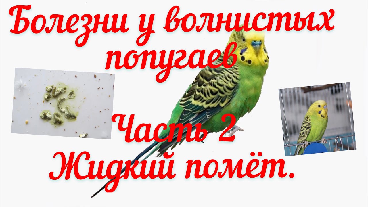 БОЛЕЗНИ У ВОЛНИСТЫХ ПОПУГАЕВ🦜🦜/ЧАСТЬ 2/ ЖИДКИЙ ПОМЁТ.