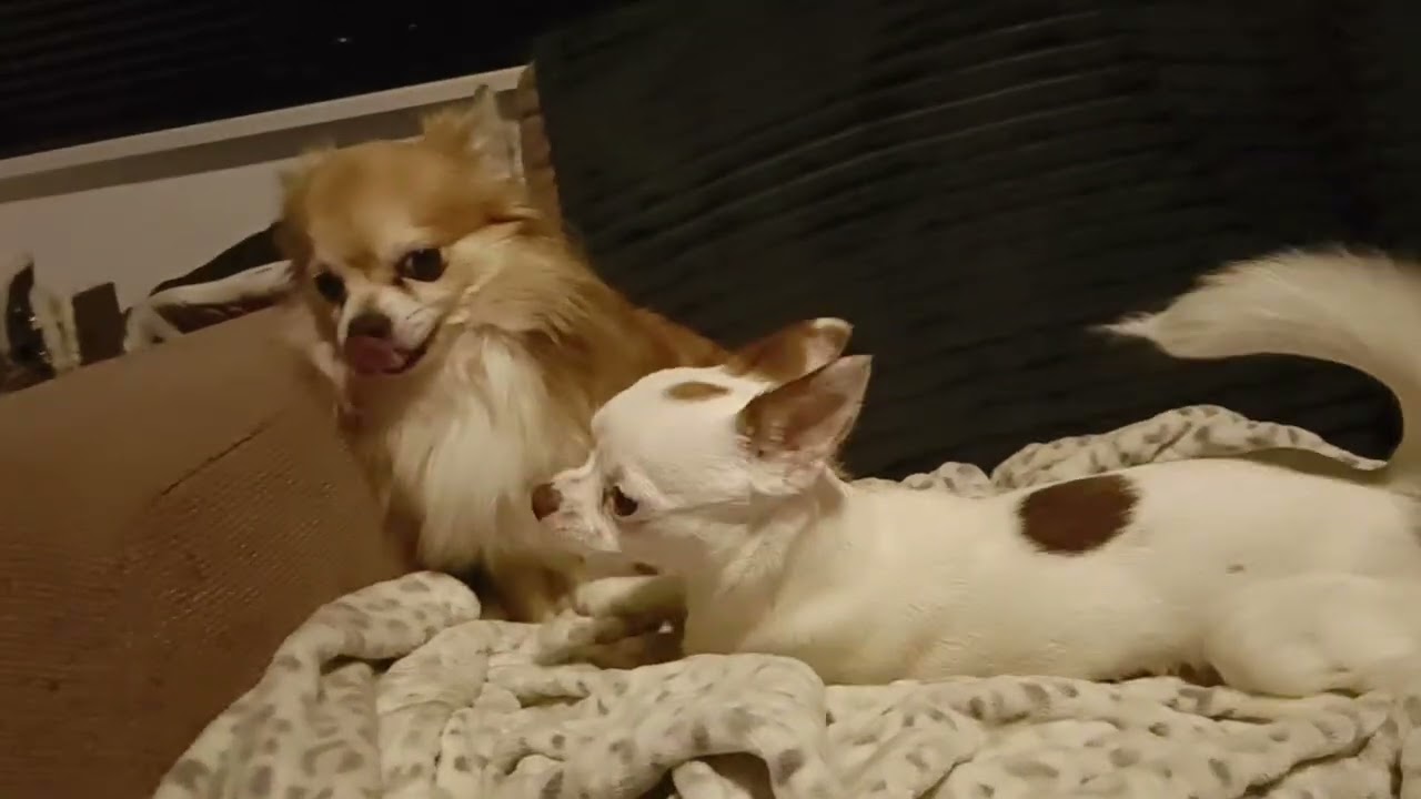 Wolly and Coco playing. Best dog's are Chihuahua's 