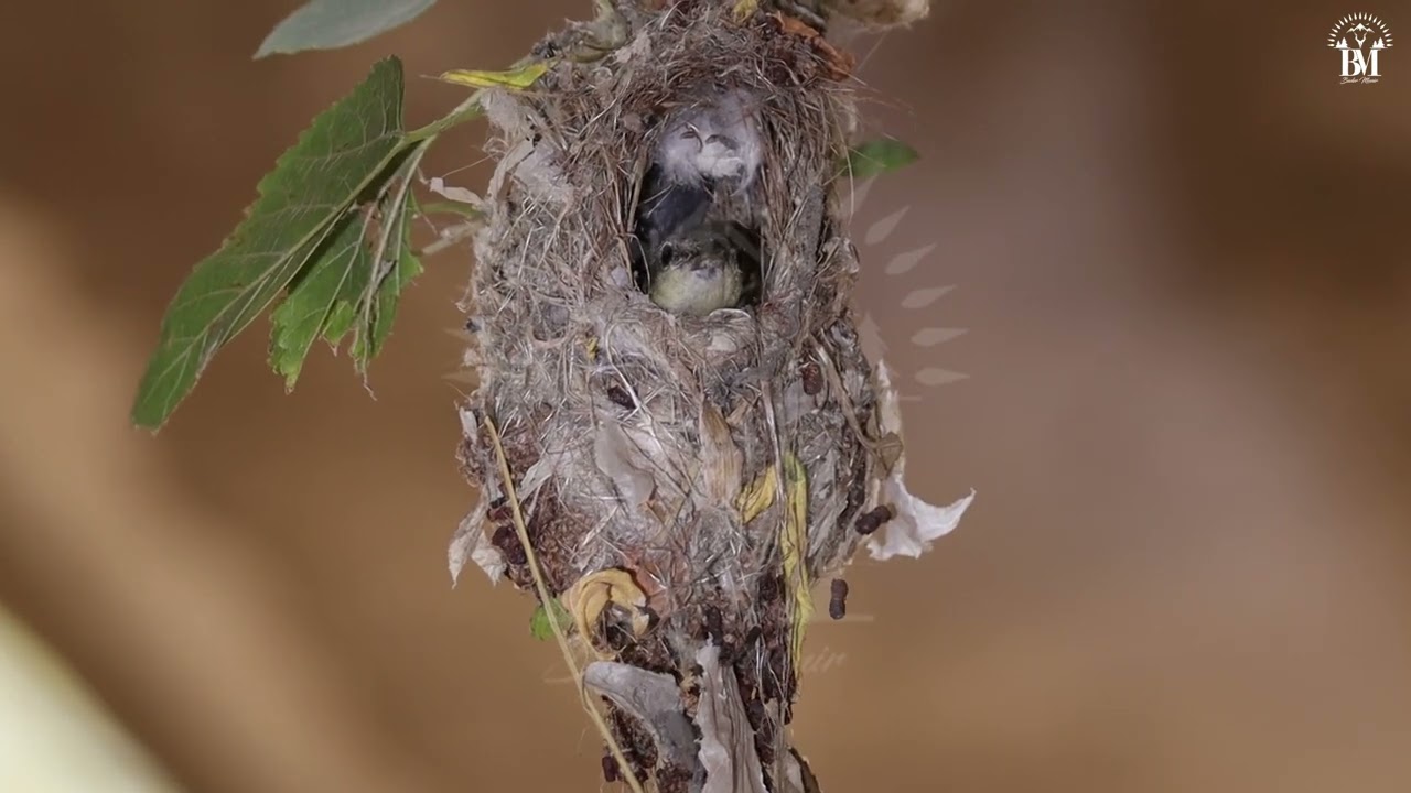 The Purple Sunbird